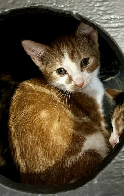 Jasper - Domestic Short Hair