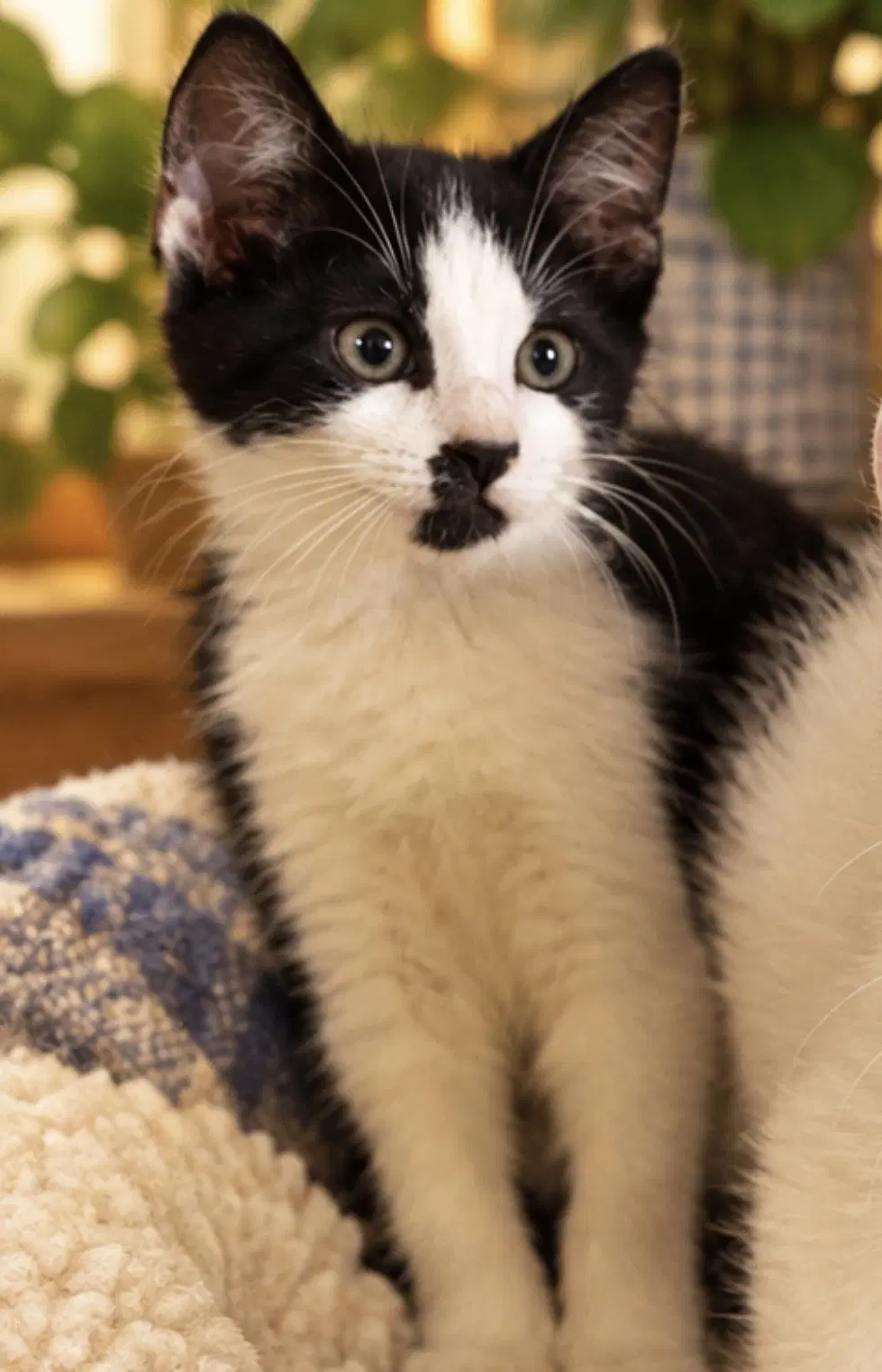 Cloud - Domestic Short Hair