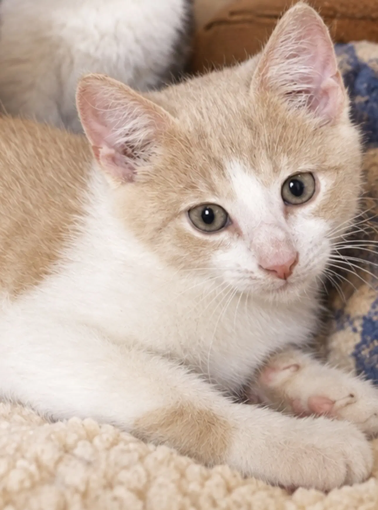 Sunny - Domestic Short Hair