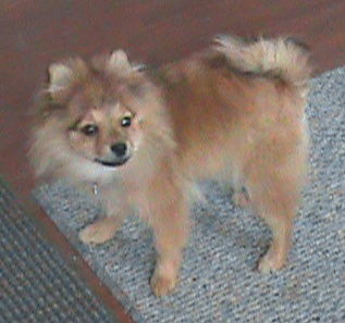 Lizzie