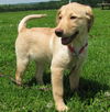 Roxy