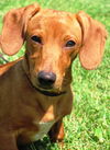 Samson