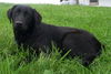 Riley