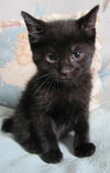 Coal