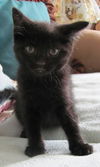 Coal