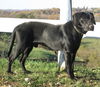 Duke