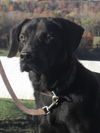 Duke