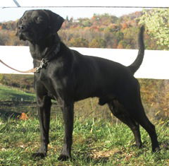 Duke