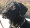 Duke