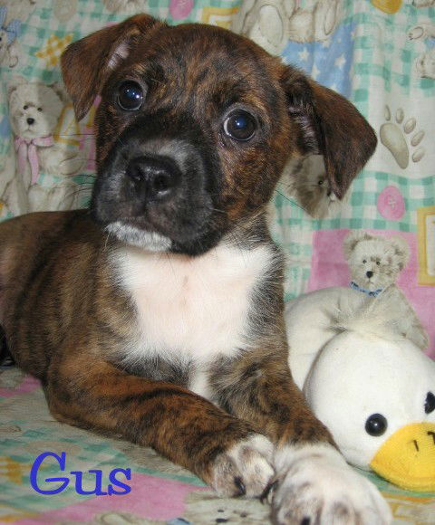 Gus