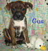 Gus
