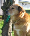 Scar
