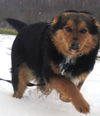 Treska