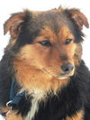 Treska