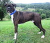 Tyson