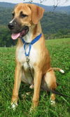 Tyson