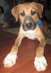 Tyson