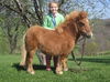 Red/Adopted by A. Gibson/P/U (HC) end of August