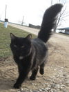 Gypsy