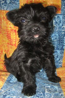 Duchess