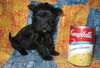 Duchess