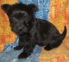 Duchess