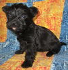 Duchess