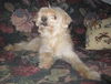Ronnie