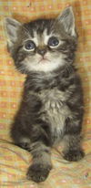 Remy