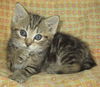Rosalind