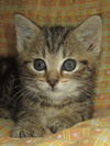 Rosalind