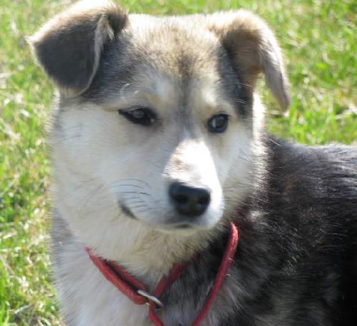 Roxy