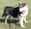 Roxy