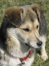 Roxy