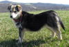 Roxy