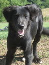 Naomi/Adopted P/U end of Sept. $50.00 deposit (HC)