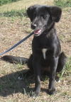 Naomi/Adopted P/U end of Sept. $50.00 deposit (HC)