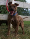 Tyson / Video