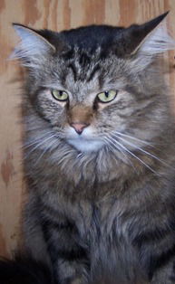 Tommi