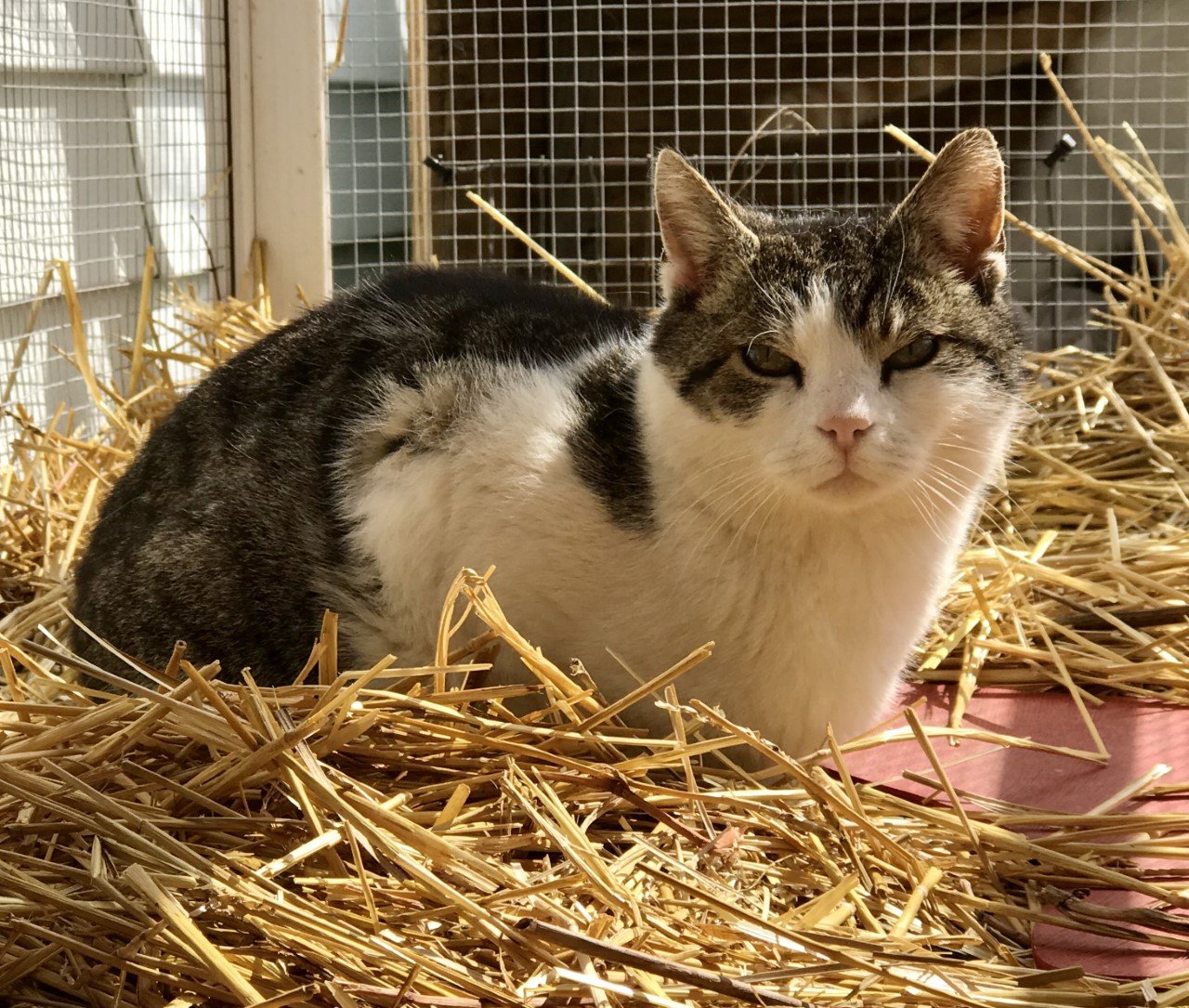 adoptable Cat in Sistersville, WV named Hemmingway