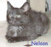 Nelson