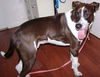 Duke
