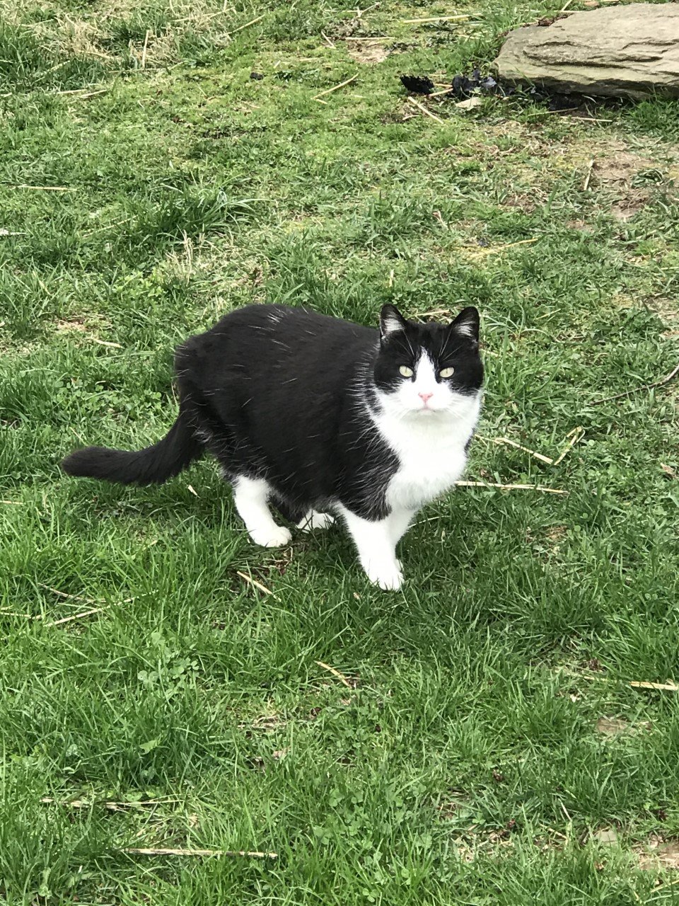 adoptable Cat in Sistersville, WV named Zoey