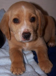 Romeo