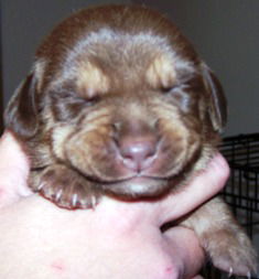 Rolo