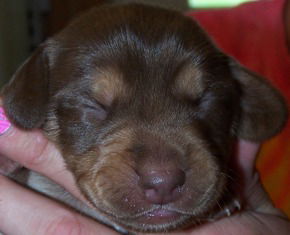 Reese