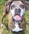 Roxy