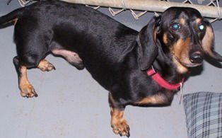 Rosco