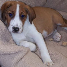 Louie