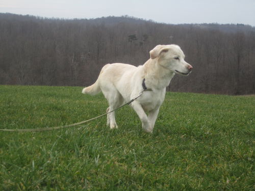 Lucy